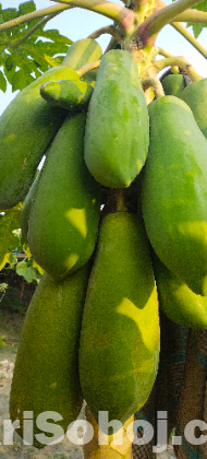 papaya seeds